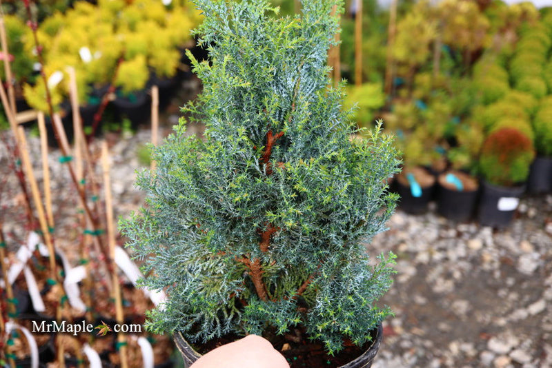 - Chamaecyparis obtusa 'Gimborn's Beauty' Dwarf Hinoki Cypress - Mr Maple │ Buy Japanese Maple Trees