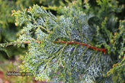 - Chamaecyparis obtusa 'Gimborn's Beauty' Dwarf Hinoki Cypress - Mr Maple │ Buy Japanese Maple Trees