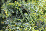 - Chamaecyparis obtusa 'Gimborn's Beauty' Dwarf Hinoki Cypress - Mr Maple │ Buy Japanese Maple Trees
