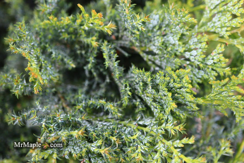 - Chamaecyparis obtusa 'Gimborn's Beauty' Dwarf Hinoki Cypress - Mr Maple │ Buy Japanese Maple Trees