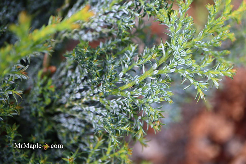 - Chamaecyparis obtusa 'Gimborn's Beauty' Dwarf Hinoki Cypress - Mr Maple │ Buy Japanese Maple Trees