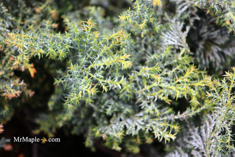 - Chamaecyparis obtusa 'Gimborn's Beauty' Dwarf Hinoki Cypress - Mr Maple │ Buy Japanese Maple Trees