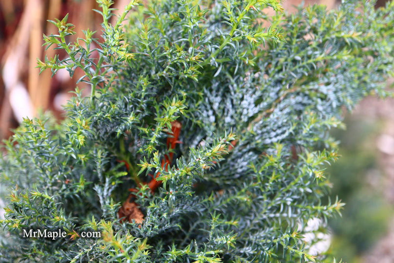 - Chamaecyparis obtusa 'Gimborn's Beauty' Dwarf Hinoki Cypress - Mr Maple │ Buy Japanese Maple Trees