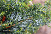 - Chamaecyparis obtusa 'Gimborn's Beauty' Dwarf Hinoki Cypress - Mr Maple │ Buy Japanese Maple Trees