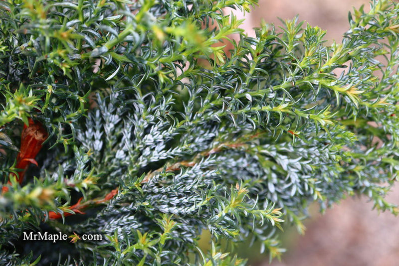 - Chamaecyparis obtusa 'Gimborn's Beauty' Dwarf Hinoki Cypress - Mr Maple │ Buy Japanese Maple Trees