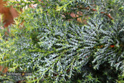 - Chamaecyparis obtusa 'Gimborn's Beauty' Dwarf Hinoki Cypress - Mr Maple │ Buy Japanese Maple Trees