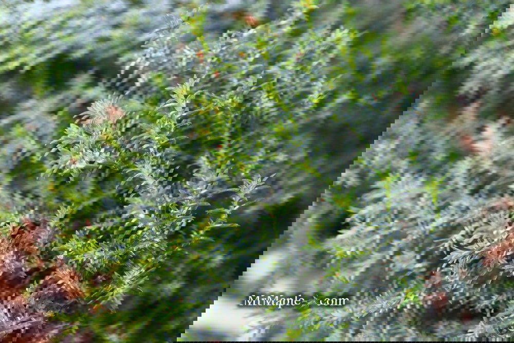 Buy Chamaecyparis obtusa 'Gimborn's Beauty' Dwarf Hinoki Cypress