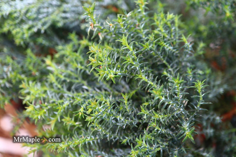 - Chamaecyparis obtusa 'Gimborn's Beauty' Dwarf Hinoki Cypress - Mr Maple │ Buy Japanese Maple Trees