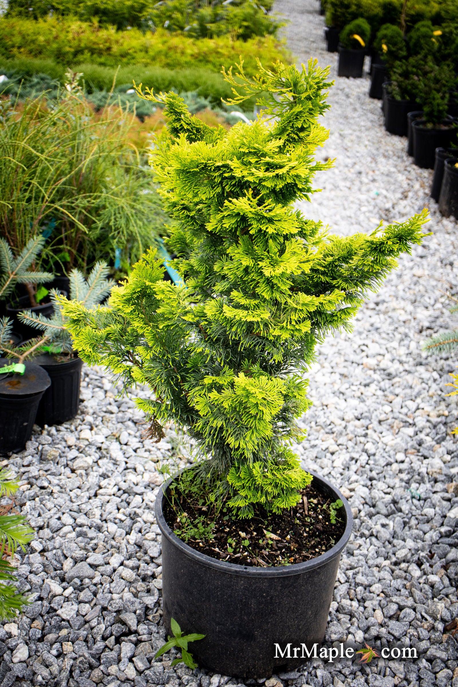 Buy Chamaecyparis obtusa 'Golden Fern' Dwarf Golden Hinoki Cypress