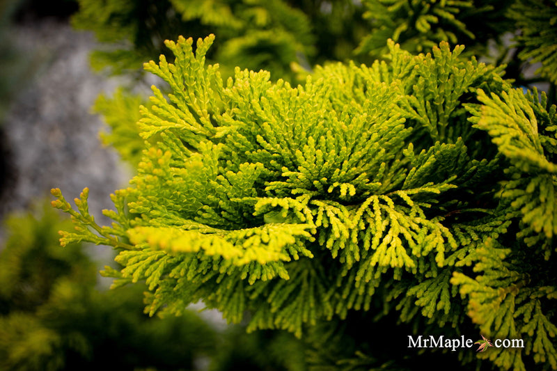 - Chamaecyparis obtusa 'Gold Post' Dwarf Golden Hinoki Cypress - Mr Maple │ Buy Japanese Maple Trees