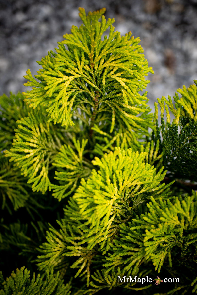 - Chamaecyparis obtusa 'Gold Post' Dwarf Golden Hinoki Cypress - Mr Maple │ Buy Japanese Maple Trees