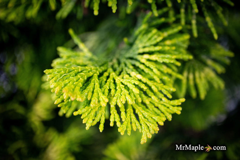 - Chamaecyparis obtusa 'Gold Post' Dwarf Golden Hinoki Cypress - Mr Maple │ Buy Japanese Maple Trees