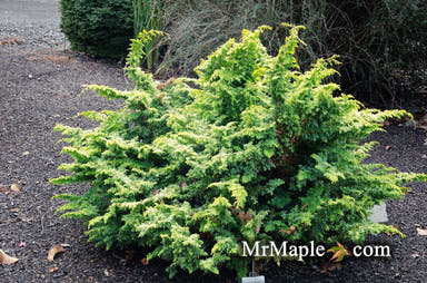 - Chamaecyparis obtusa 'Golden Fern' Dwarf Golden Hinoki Cypress - Mr Maple │ Buy Japanese Maple Trees