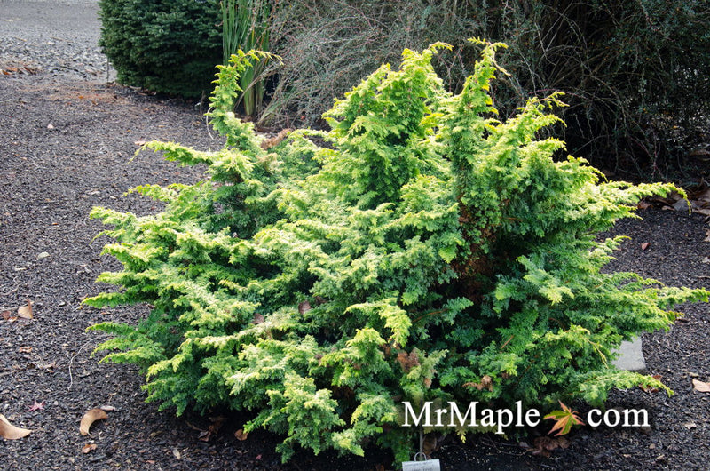 - Chamaecyparis obtusa 'Golden Fern' Dwarf Golden Hinoki Cypress - Mr Maple │ Buy Japanese Maple Trees