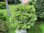 - Chamaecyparis obtusa 'Golden Fern' Dwarf Golden Hinoki Cypress - Mr Maple │ Buy Japanese Maple Trees