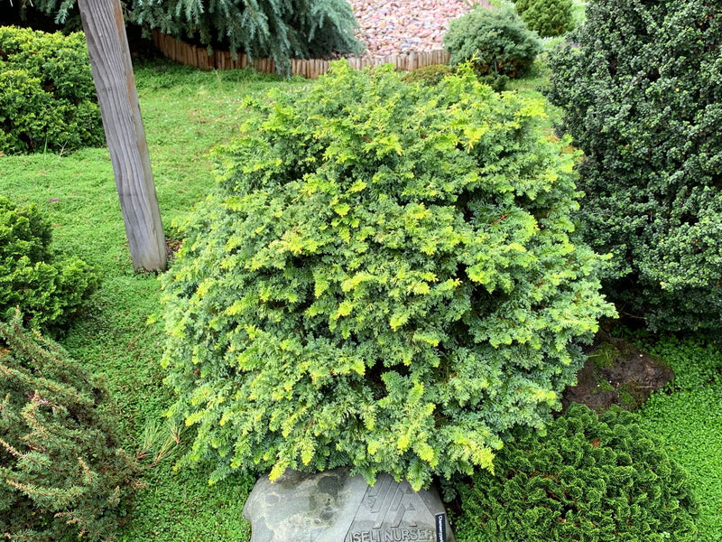 - Chamaecyparis obtusa 'Golden Fern' Dwarf Golden Hinoki Cypress - Mr Maple │ Buy Japanese Maple Trees
