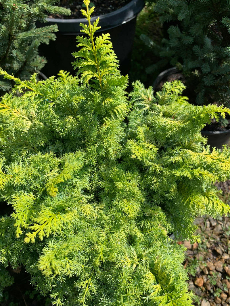 - Chamaecyparis obtusa 'Golden Fern' Dwarf Golden Hinoki Cypress - Mr Maple │ Buy Japanese Maple Trees