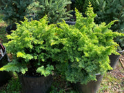 - Chamaecyparis obtusa 'Golden Fern' Dwarf Golden Hinoki Cypress - Mr Maple │ Buy Japanese Maple Trees