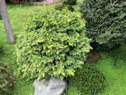 - Chamaecyparis obtusa 'Golden Fern' Dwarf Golden Hinoki Cypress - Mr Maple │ Buy Japanese Maple Trees