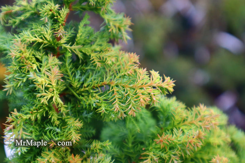 - Chamaecyparis obtusa 'Golden Fern' Dwarf Golden Hinoki Cypress - Mr Maple │ Buy Japanese Maple Trees