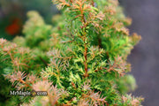 - Chamaecyparis obtusa 'Golden Fern' Dwarf Golden Hinoki Cypress - Mr Maple │ Buy Japanese Maple Trees