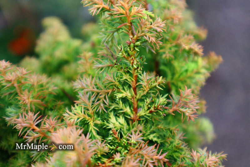 - Chamaecyparis obtusa 'Golden Fern' Dwarf Golden Hinoki Cypress - Mr Maple │ Buy Japanese Maple Trees