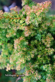 - Chamaecyparis obtusa 'Golden Fern' Dwarf Golden Hinoki Cypress - Mr Maple │ Buy Japanese Maple Trees