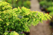 - Chamaecyparis obtusa 'Golden Fern' Dwarf Golden Hinoki Cypress - Mr Maple │ Buy Japanese Maple Trees