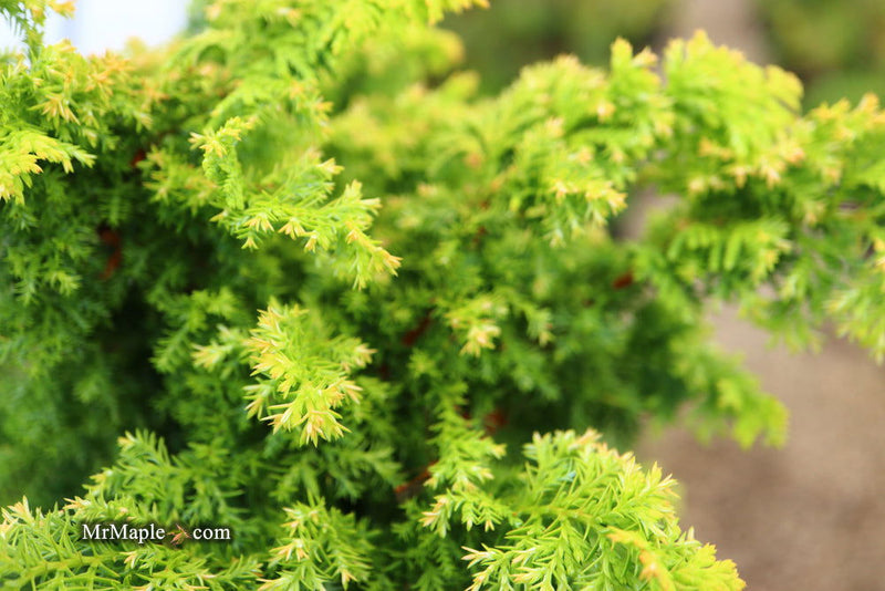 - Chamaecyparis obtusa 'Golden Fern' Dwarf Golden Hinoki Cypress - Mr Maple │ Buy Japanese Maple Trees