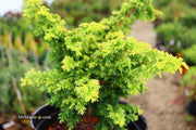 - Chamaecyparis obtusa 'Golden Fern' Dwarf Golden Hinoki Cypress - Mr Maple │ Buy Japanese Maple Trees