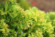 - Chamaecyparis obtusa 'Golden Fern' Dwarf Golden Hinoki Cypress - Mr Maple │ Buy Japanese Maple Trees