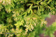 - Chamaecyparis obtusa 'Golden Fern' Dwarf Golden Hinoki Cypress - Mr Maple │ Buy Japanese Maple Trees