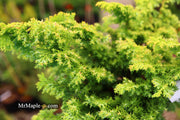 - Chamaecyparis obtusa 'Golden Fern' Dwarf Golden Hinoki Cypress - Mr Maple │ Buy Japanese Maple Trees