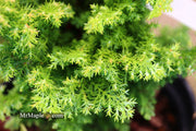 - Chamaecyparis obtusa 'Golden Fern' Dwarf Golden Hinoki Cypress - Mr Maple │ Buy Japanese Maple Trees