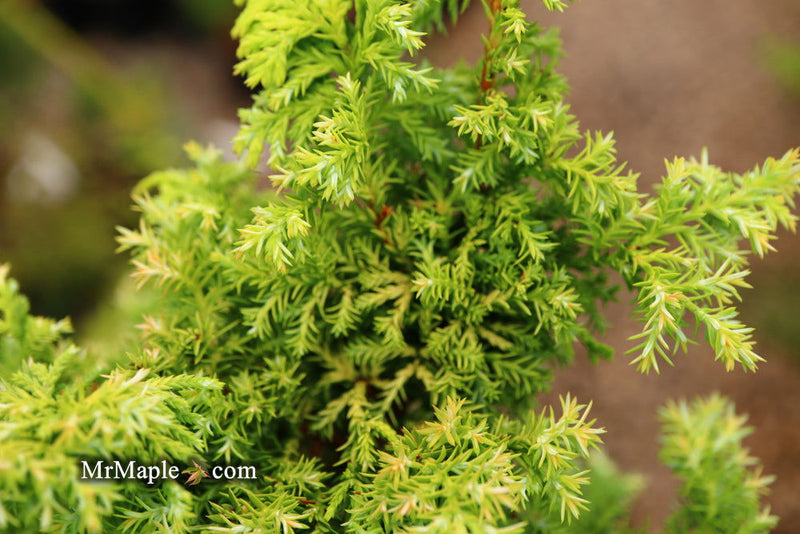 - Chamaecyparis obtusa 'Golden Fern' Dwarf Golden Hinoki Cypress - Mr Maple │ Buy Japanese Maple Trees