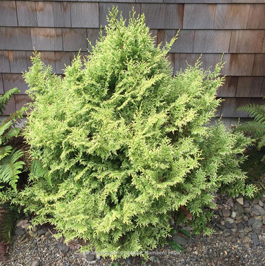 - Chamaecyparis obtusa 'Kamaeni hiba’ Golden Hinoki Cypress - Mr Maple │ Buy Japanese Maple Trees