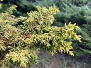 - Chamaecyparis obtusa 'Kamaeni hiba’ Golden Hinoki Cypress - Mr Maple │ Buy Japanese Maple Trees
