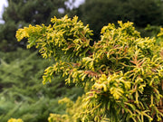 - Chamaecyparis obtusa 'Kamaeni hiba’ Golden Hinoki Cypress - Mr Maple │ Buy Japanese Maple Trees
