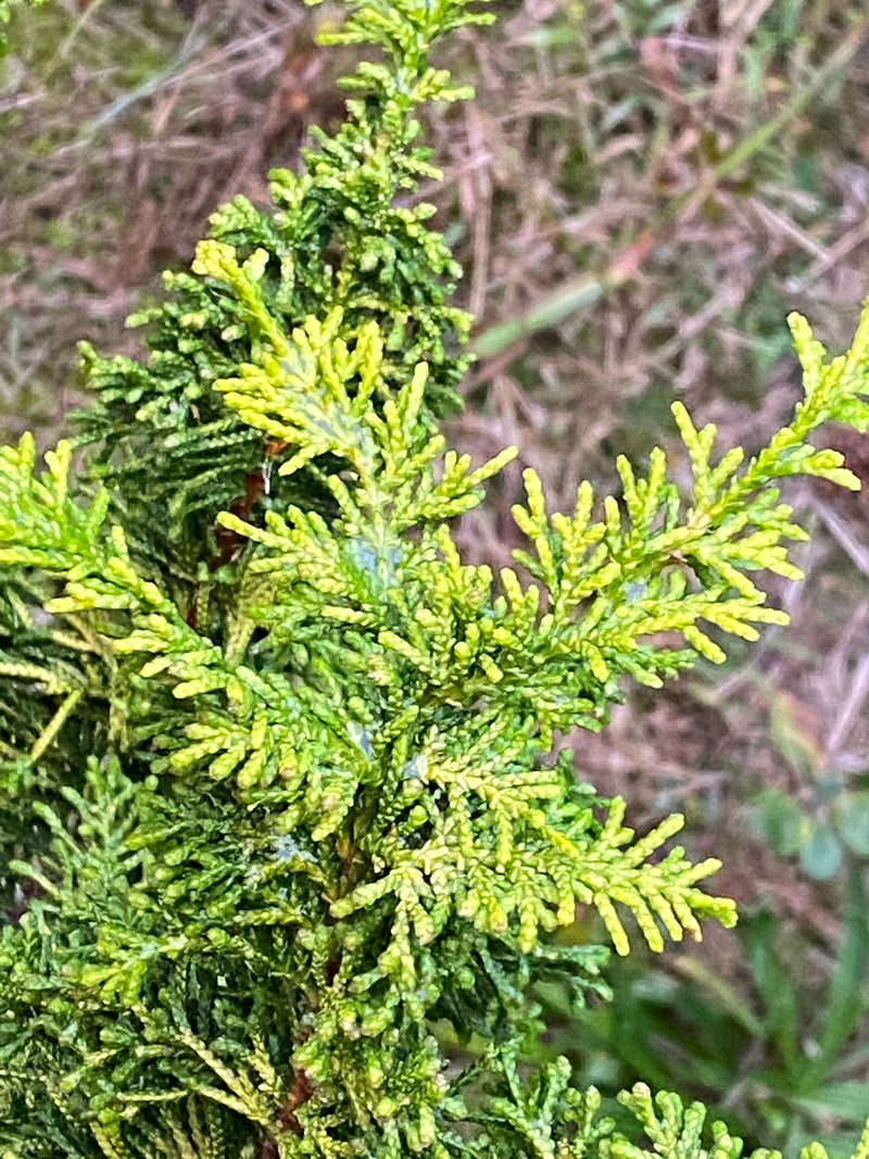 - Chamaecyparis obtusa 'Kamaeni hiba’ Golden Hinoki Cypress - Mr Maple │ Buy Japanese Maple Trees