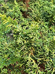 - Chamaecyparis obtusa 'Kamaeni hiba’ Golden Hinoki Cypress - Mr Maple │ Buy Japanese Maple Trees