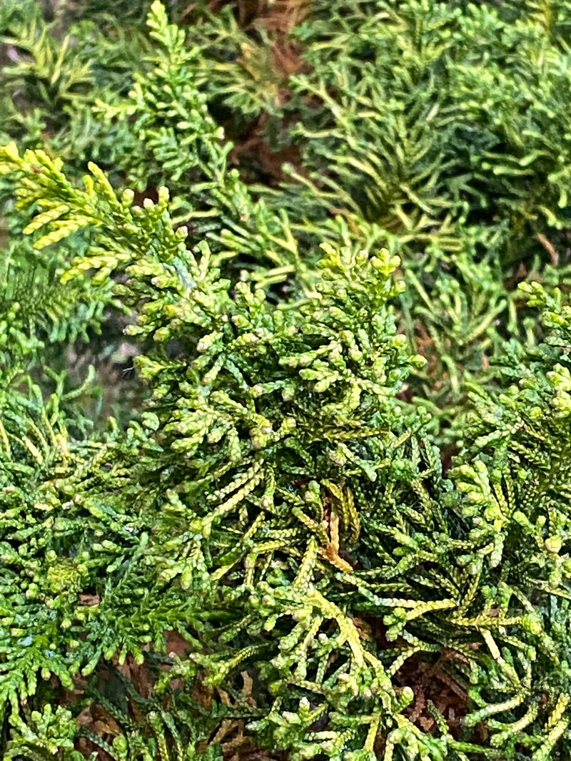 - Chamaecyparis obtusa 'Kamaeni hiba’ Golden Hinoki Cypress - Mr Maple │ Buy Japanese Maple Trees