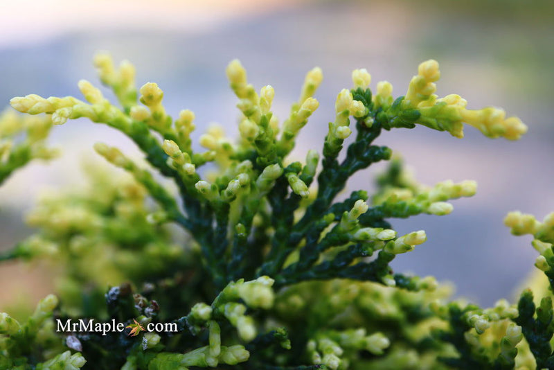- Chamaecyparis obtusa 'Kamaeni hiba’ Golden Hinoki Cypress - Mr Maple │ Buy Japanese Maple Trees