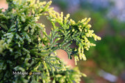 - Chamaecyparis obtusa 'Kamaeni hiba’ Golden Hinoki Cypress - Mr Maple │ Buy Japanese Maple Trees
