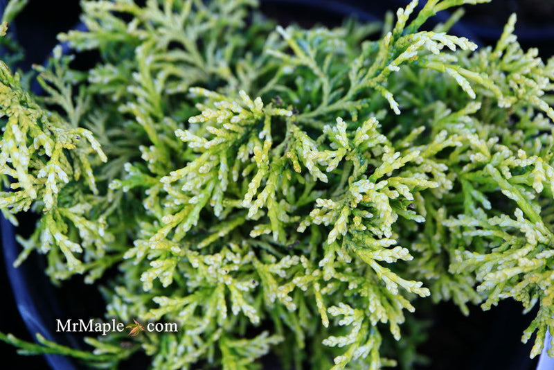 - Chamaecyparis obtusa 'Kamaeni hiba’ Golden Hinoki Cypress - Mr Maple │ Buy Japanese Maple Trees