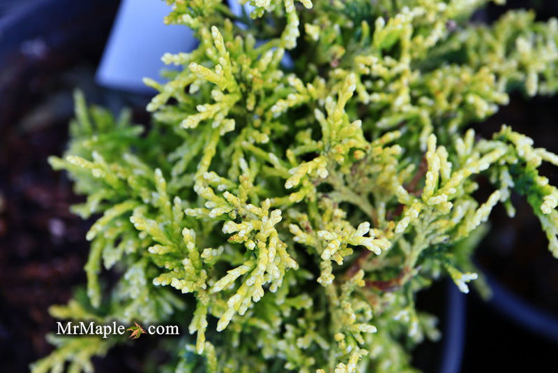 - Chamaecyparis obtusa 'Kamaeni hiba’ Golden Hinoki Cypress - Mr Maple │ Buy Japanese Maple Trees