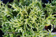 - Chamaecyparis obtusa 'Kamaeni hiba’ Golden Hinoki Cypress - Mr Maple │ Buy Japanese Maple Trees