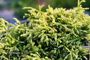 - Chamaecyparis obtusa 'Kamaeni hiba’ Golden Hinoki Cypress - Mr Maple │ Buy Japanese Maple Trees