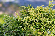 - Chamaecyparis obtusa 'Kamaeni hiba’ Golden Hinoki Cypress - Mr Maple │ Buy Japanese Maple Trees