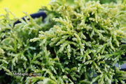 - Chamaecyparis obtusa 'Kamaeni hiba’ Golden Hinoki Cypress - Mr Maple │ Buy Japanese Maple Trees