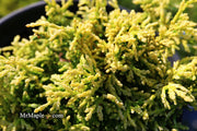 - Chamaecyparis obtusa 'Kamaeni hiba’ Golden Hinoki Cypress - Mr Maple │ Buy Japanese Maple Trees